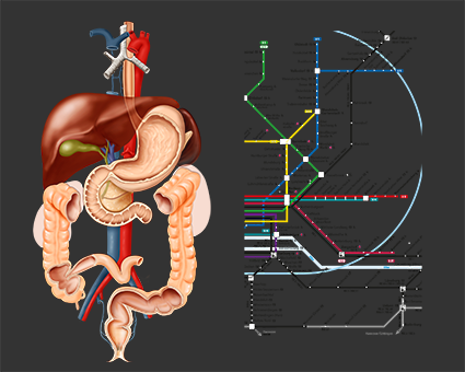 anatomische illustration